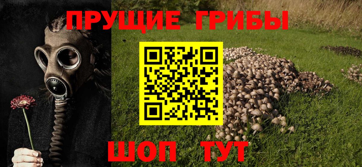 Псилоцибиновые грибы Cubensis  Вход с VPN  Шадринск 